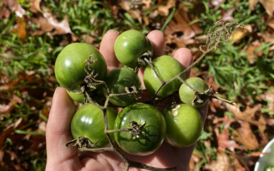 Green Tomatoes 101: How To Eat These Under-Appreciated Gems