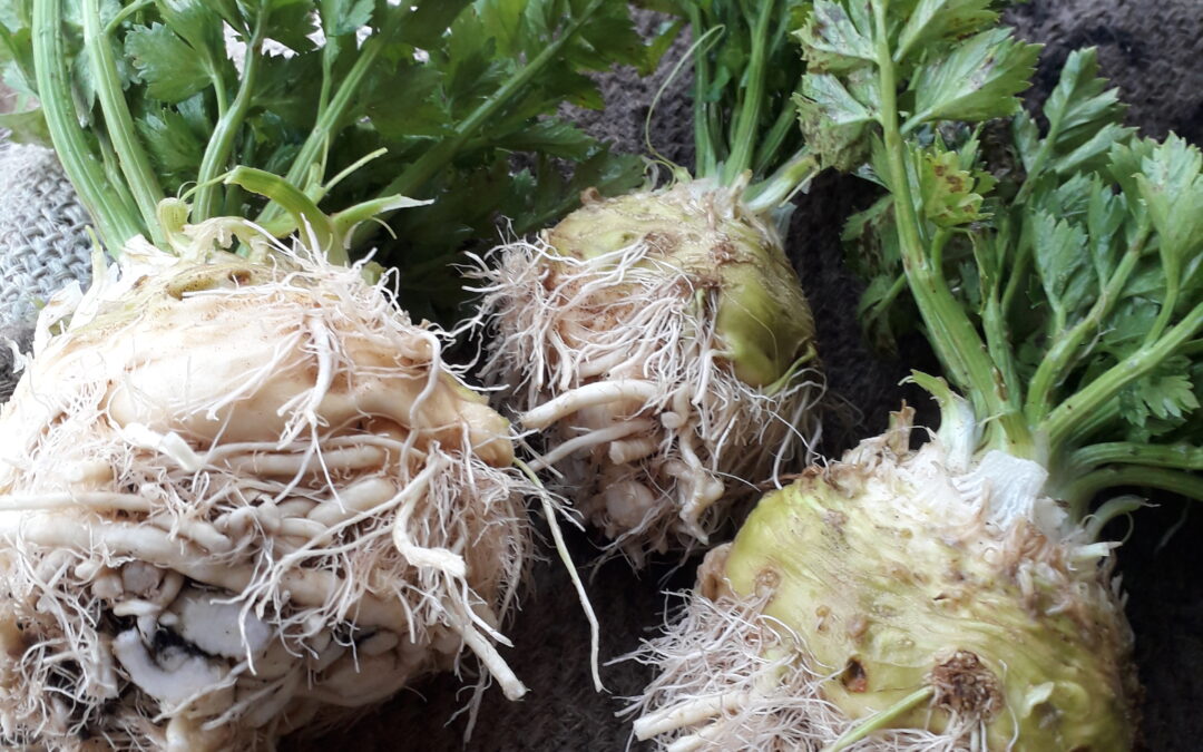 Behold celeriac – the king of ugly/delicious